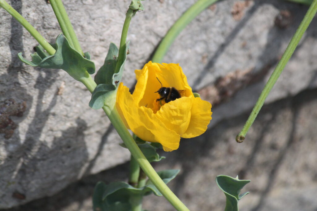 yellow horned poppy