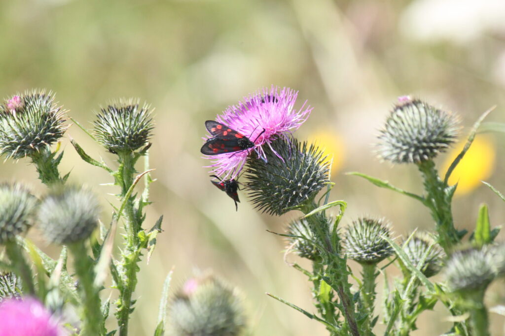 photo of Spear thistle