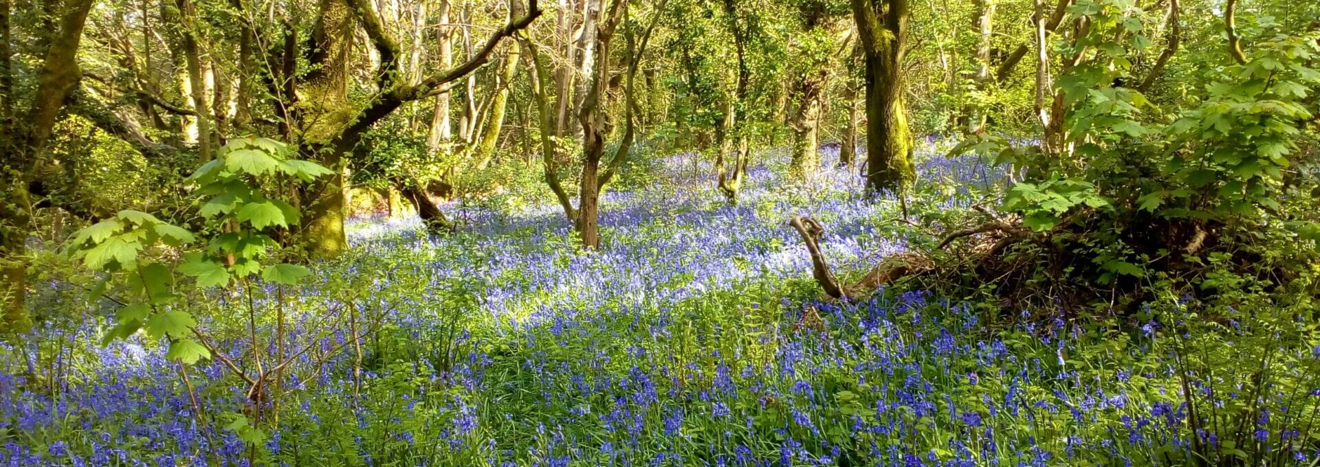 Bluebells by Ed Dolphin